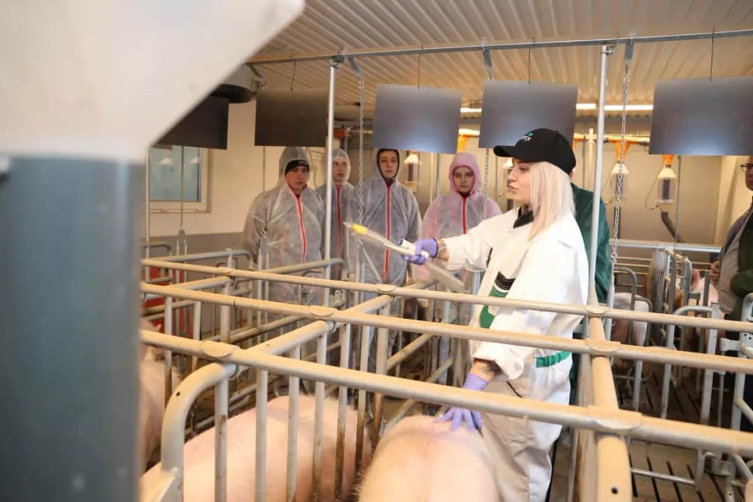 Nowoczesna chlewnia na rusztach: Klucz do efektywnej hodowli świń